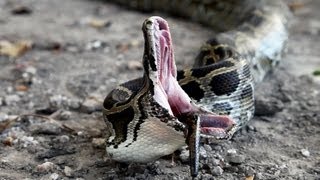 Python vs Python 02  Python eats Python  Time Lapse [upl. by Maison]