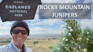 ROCKY MOUNTAIN JUNIPER of Badlands South Dakota Juniperus scopulorum aka Wichita Moon Glow [upl. by Elephus]