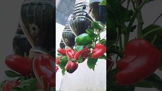 DIY Pepper Growing with Recycled Plastic Bottles farming agfarm [upl. by Han734]