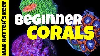 Top 10 Beginner Corals for Nano Reef Tanks [upl. by Lolande]