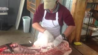 Mangalitsa Mangalitza Mangalica Leaf Lard Removal  Hog Harvest Class [upl. by Garv314]