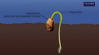 Animation 141 Seed germination [upl. by Syned]