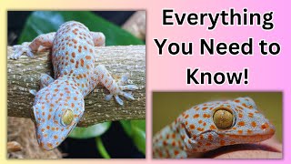 Tokay Gecko Care Guide [upl. by Aydni662]