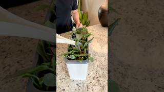 Philodendron Silver Sword Propagation Short leca indoorplants semihydroponics roomwithry [upl. by Riba956]