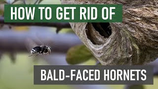 How to Get Rid of BaldFaced Hornets 4 Easy Steps [upl. by Esikram]