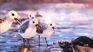 Small and Cute Bird 🐦 Explain Hindi [upl. by Riocard]