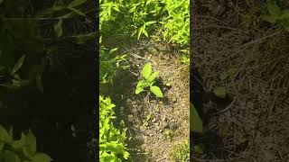 Planting Jerusalem artichokes [upl. by Kessia899]