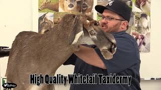 Taxidermy Training Videos Promo [upl. by Crane]