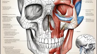 Classification of skeleton  Axial and appendicular skeletons with long bone [upl. by Kanor417]