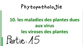 Phytopathologie Partie 15  les viroses des plantes [upl. by Jerroll617]