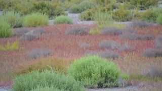 Que la Camargue est Belle [upl. by Ameen]