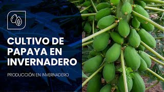 CÓMO CULTIVAR PAPAYA EN INVERNADERO  NOVAGRIC [upl. by Hayila]