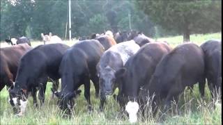 SimAngus amp Angus Cross Bred Heifers [upl. by Nabalas42]