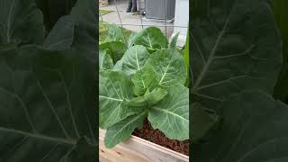 Growing Early Jersey Wakefield Cabbage garden urbangardeners growingvegetables [upl. by Attenahs289]