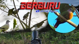 ⭕ Berburu Burung Punai di sini hanya di belakang Rumah dan di pinggiranJalan hunting berburu [upl. by Lundt]