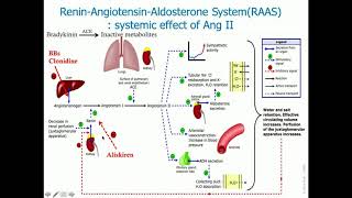 ReninAngiotensinAldosterone System  CRASH Medical Review Series [upl. by Hayidah337]