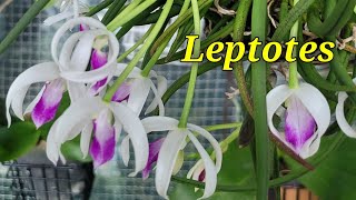 Leptotes сезонное цветение2024 [upl. by Ymme117]