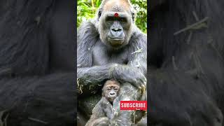 Amma pade jola pata songLatestShortsBiralTreandingGorilla [upl. by Nihs]