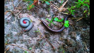 Are Millipede Animals the WORST Insect to Keep as Pets OuDom1jm5ji [upl. by Ailahk]