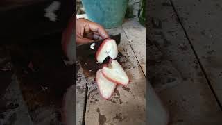 Cutting skill shorts poc lindi gardening [upl. by Imim]