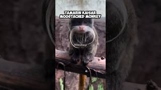 Tamarin kaisar 🐒  small monkeys with long mustache monkeys animalshorts animalfacts [upl. by Yelnoc]