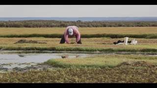 Recolección de Salicornia en Bahia Bustamante [upl. by Fishman2]