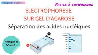 ELECTROPHORESE SUR GEL DAGAROSE  Séparation et analyse des acides nucléiques  Biochimie Facile [upl. by Niattirb]