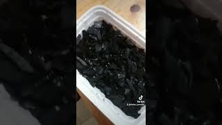 How to breed thousands of springtails pets terrarium bioactive crestedgeckos reptiles [upl. by Hacissej]