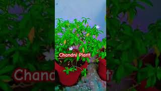 Chandni plant nature relaxing relaxingmusic [upl. by Dolan30]