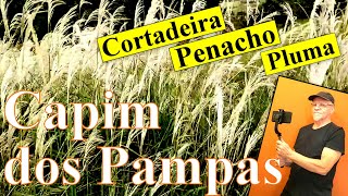 Capim dos Pampas [upl. by Zeidman]