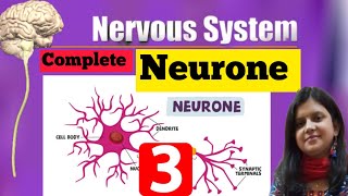 Neurone  Nerve Cell  Neurone Types Structure Function  Complete Neurone  Complete Nerve Cell [upl. by Haerb389]