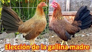 Importancia de la gallina madre [upl. by Tallie]