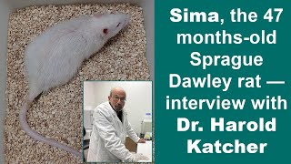 Sima the 47 monthsold Sprague Dawley rat — interview with Dr Harold Katcher [upl. by Aik]