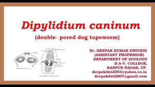 DIPYLIDIUM CANINUM  DISTRIBUTION STRUCTURE LIFE CYCLE PATHOGENICITY DIAGNOSIS TREATMENT [upl. by Little]