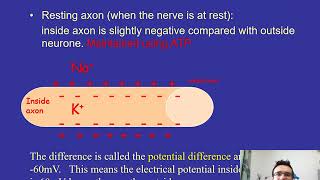 Mr Phillips A Level Biology 6b 1 Resting Potential [upl. by Nepsa]