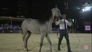 N 30 TAZDAD GCAT Riyadh 2024 Yearling Fillies Section B Class 1B [upl. by Anad]