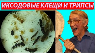 Иксодовые Клещи Трипсы и Муравьи под Микроскопом Ixodidae Ticks Thysanoptera Ants Shorts [upl. by Matazzoni487]