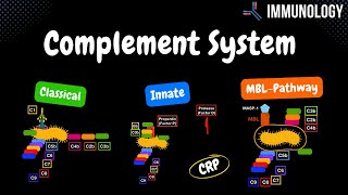 Complement System Pathways Classical Alternative MBL  QUIZ  Immunology [upl. by Keisling]