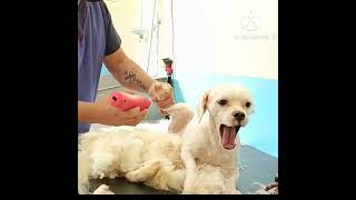 Shaving matted dog hair pets dog grooming matted [upl. by Nonohcle]