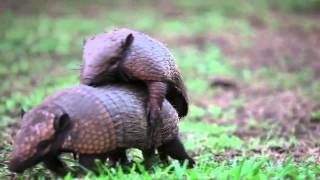 Armadillos mating  Projeto Onçafari [upl. by Eilujna]