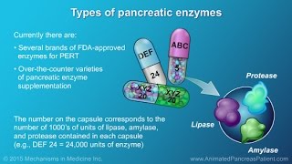 Understanding Nutrition and the Role and Benefits of PERT [upl. by Joelynn]