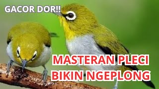 RELAKSASI BURUNG BERKICAU  MASTERAN PLECI ISIAN FULL cara agar pleci NGEPLONG  zosterops therapy [upl. by Johnathon]