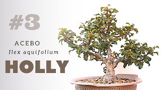 Holly Bonsai  reppoting amp more 3 [upl. by Anaigroeg]