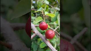 Cleistanthus collinus Phyllanthaceae familyforest forests trending nature flora wildfruits [upl. by Irrek34]