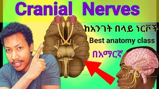 🛑 ከ አንገት በላይ ያሉ ነርቮች Cranial Nerves anatomy brain nerves amazing class ethiopia nervoussystem [upl. by Esimaj]