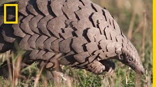 Pangolins The Most Trafficked Mammal Youve Never Heard Of  National Geographic [upl. by Aekan]