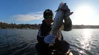 Kitsap LakeCaught my PB trout and limit out with BIG FISH [upl. by Harp655]