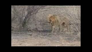 Lions of Etosha  Video with Info [upl. by Iclehc20]