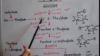 Metabolism of carbohydrates part 2 [upl. by Borchers]