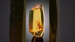 Precious fossil found in amber  amberfossil fossil record [upl. by Lertnahs]